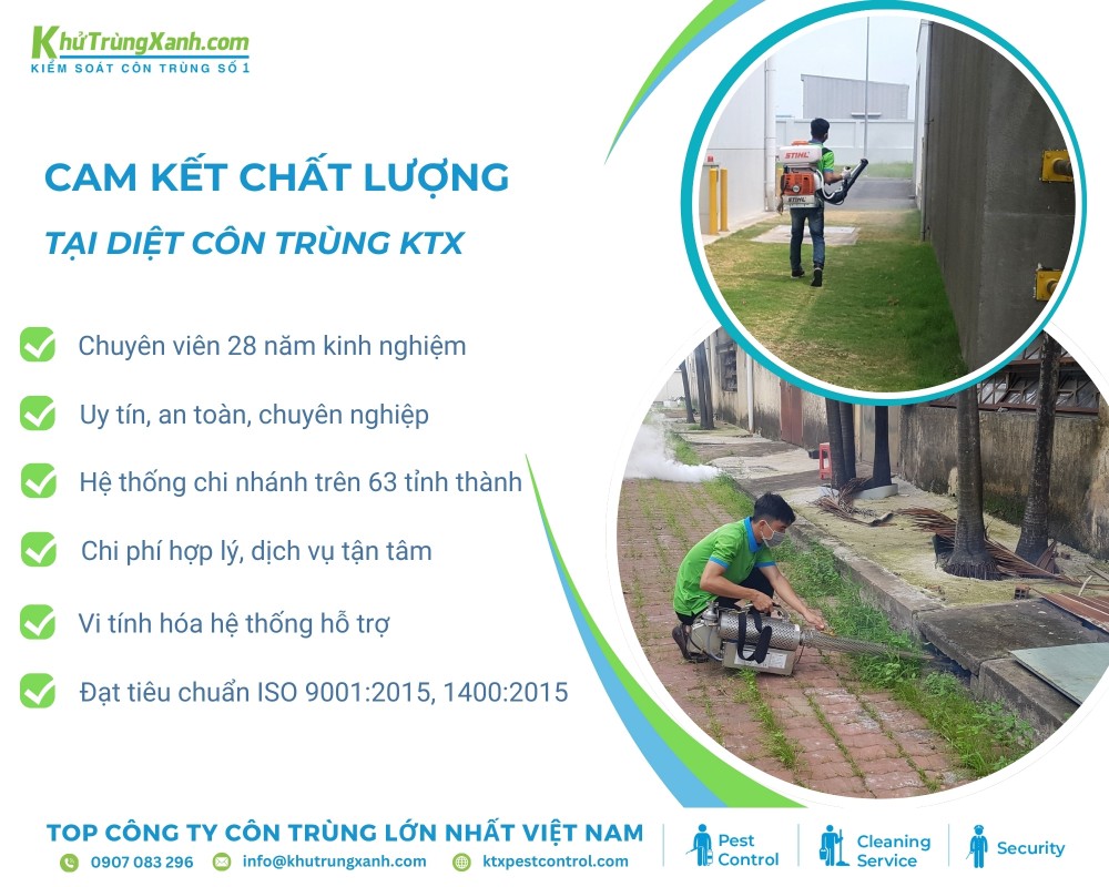 Diệt côn trùng KTX cam kết chất lượng dịch vụ diệt mối quận 6