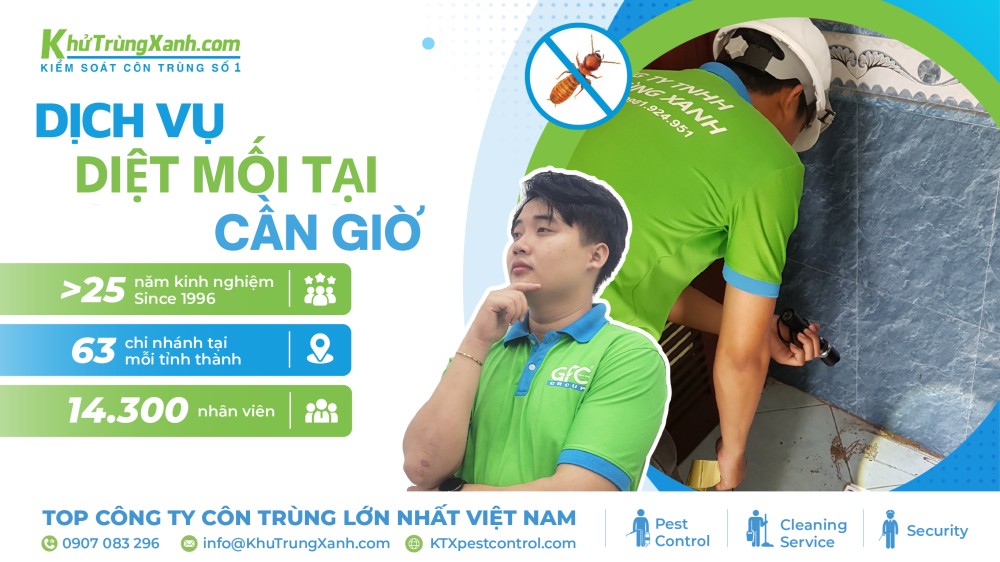 dịch vụ diệt mối tại Cần Giờ