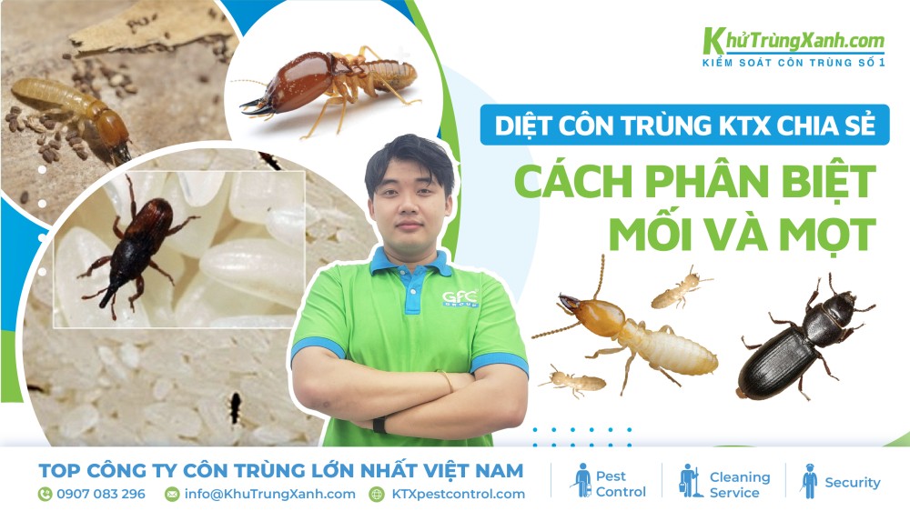 phân biệt mối và mọt