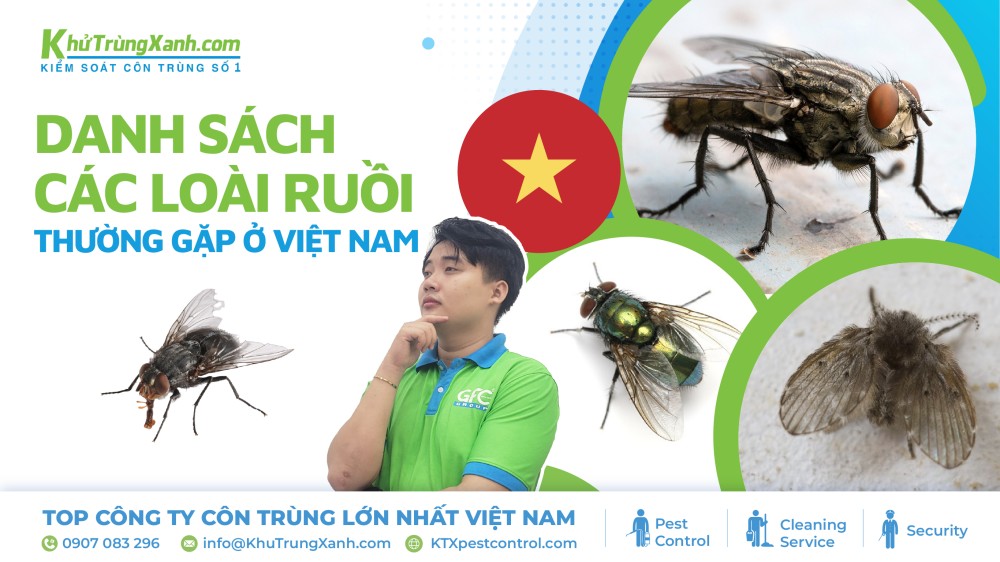 các loài ruồi