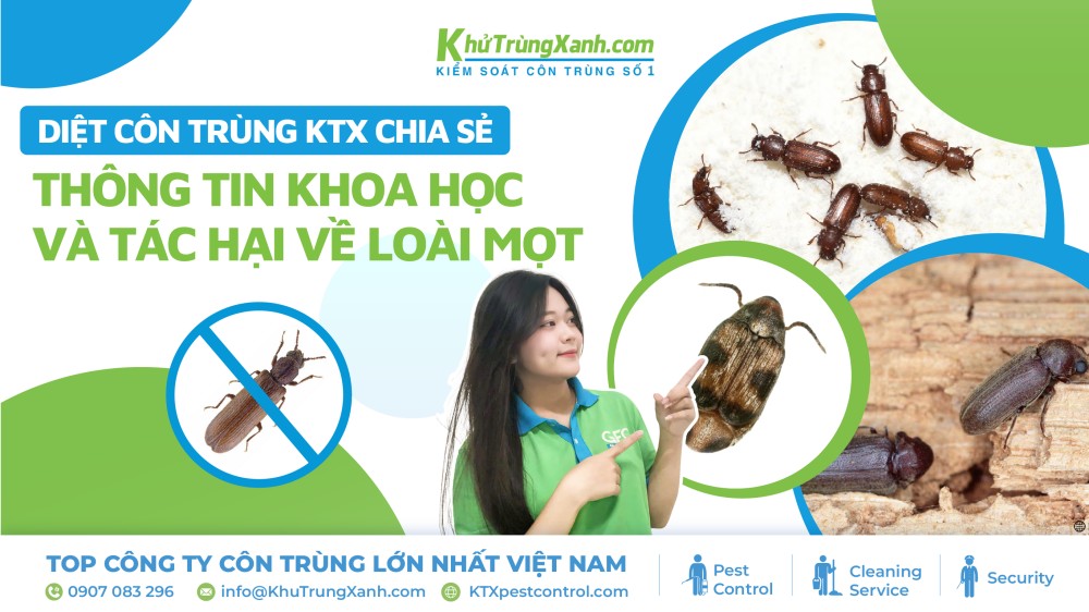 thông tin về loài mọt
