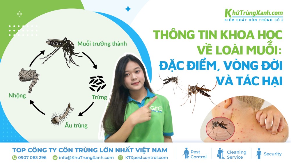 thông tin về loài muỗi