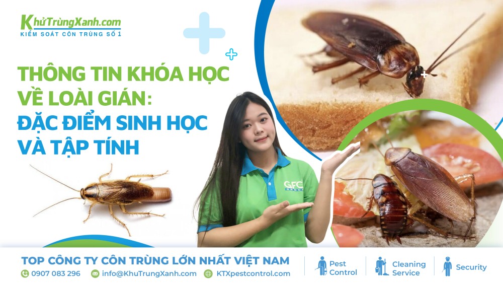 thông tin về loài gián