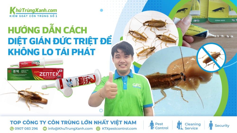 cách diệt gián đức