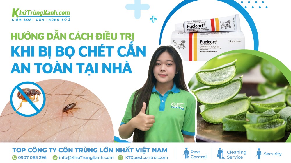 chữa vết bọ chét cắn tại nhà