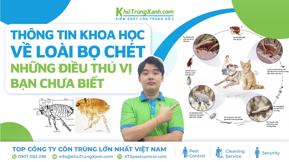 thông tin về loài bọ chét