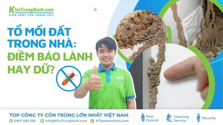 Tổ mối đất trong nhà: Điềm báo lành hay dữ?