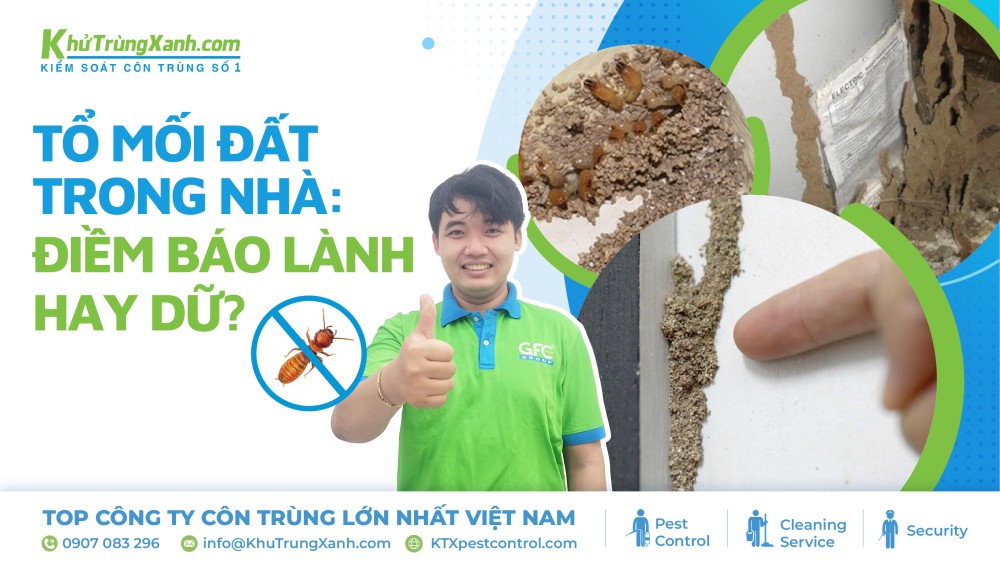 tổ mối trong nhà