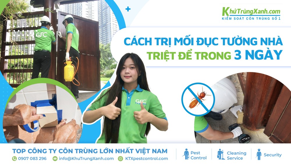 cách trị mối đục tường hiệu quả
