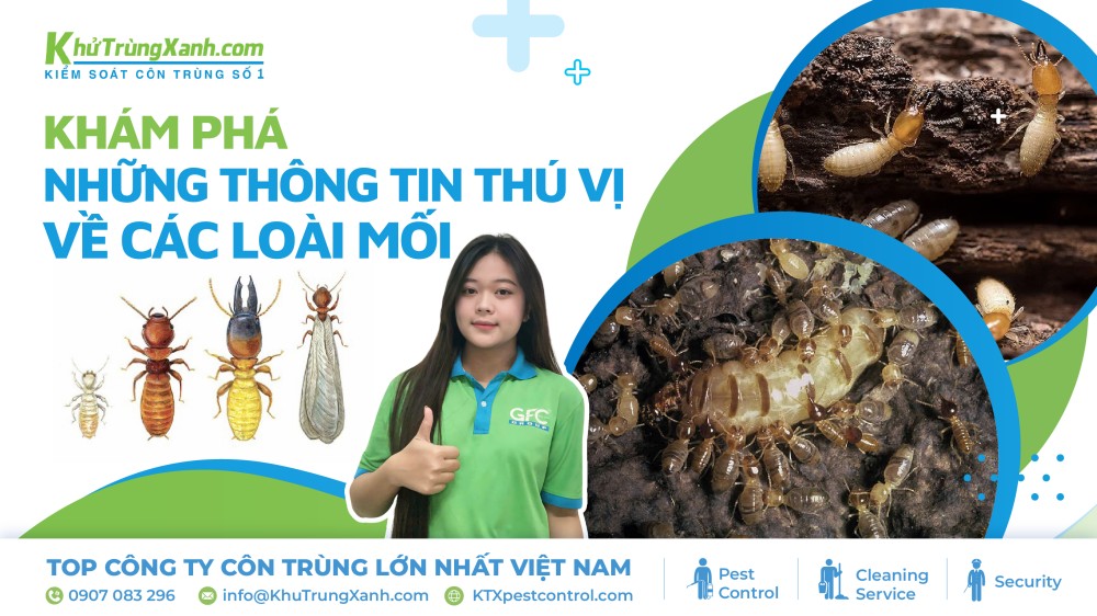 thông tin về loài mối