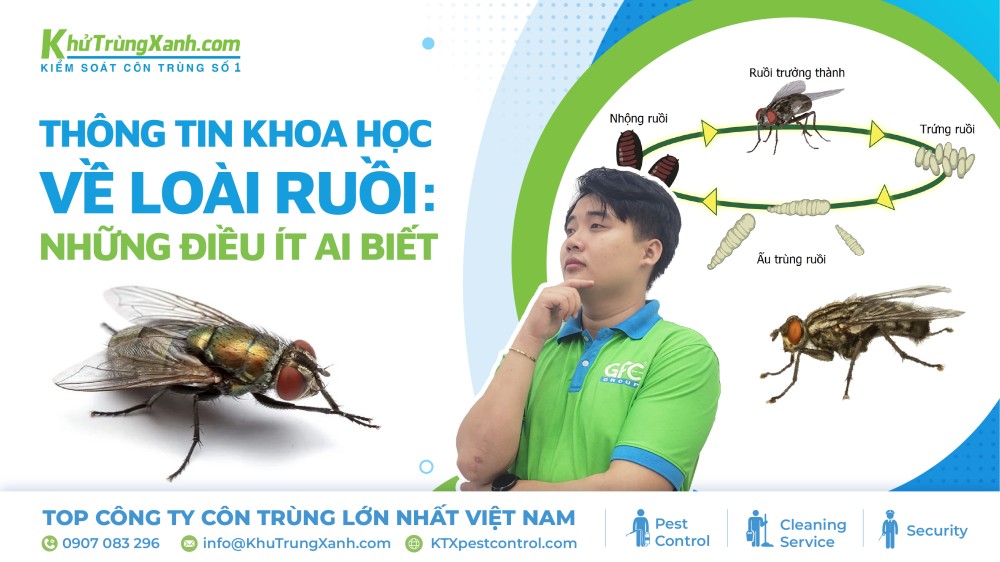 thông tin về loài ruồi