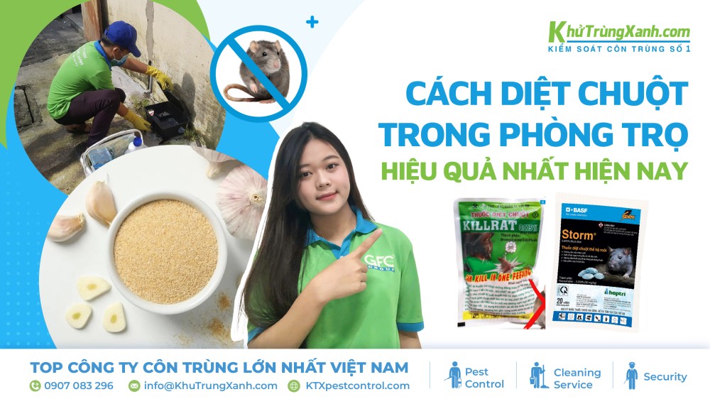 cách diệt chuột trong phòng trọ
