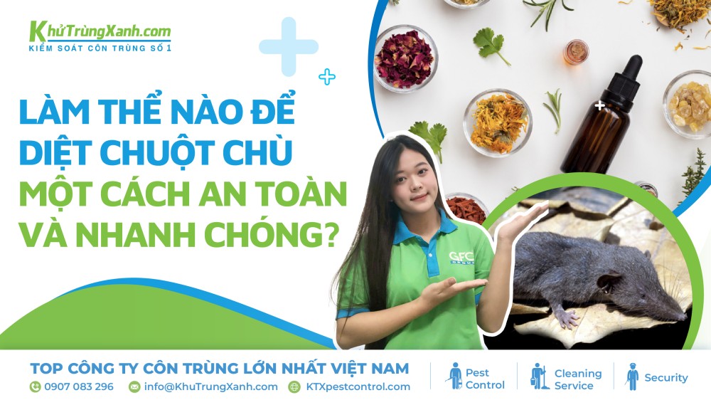 diệt chuột chù