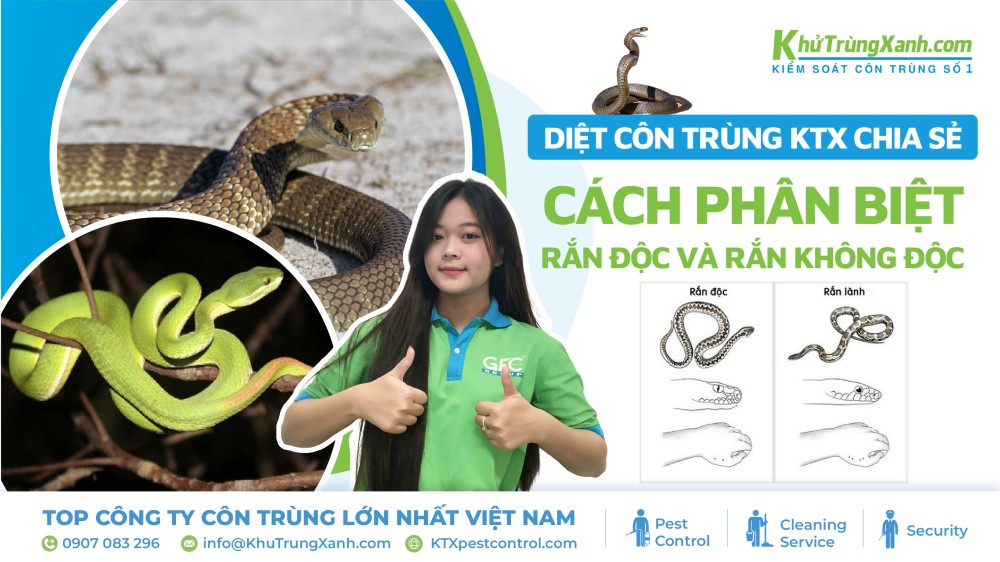 phân biệt rắn độc và rắn không độc