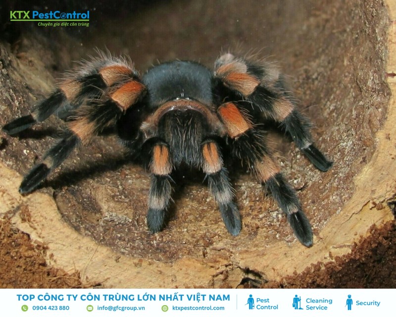 Đặc điểm của nhện Tarantula là chúng có nhiều lông