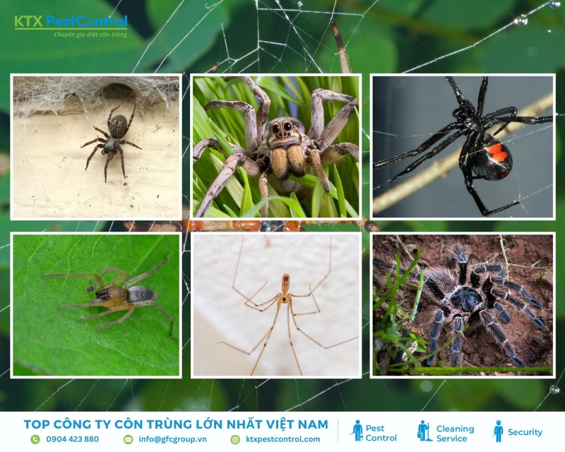 Nhện là loài động vật không xương sống thuộc lớp hình nhện ngành chân khớp