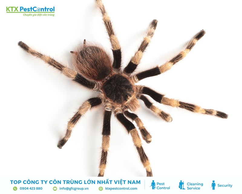 Nhện là động vật lớp hình nhện không phải côn trùng