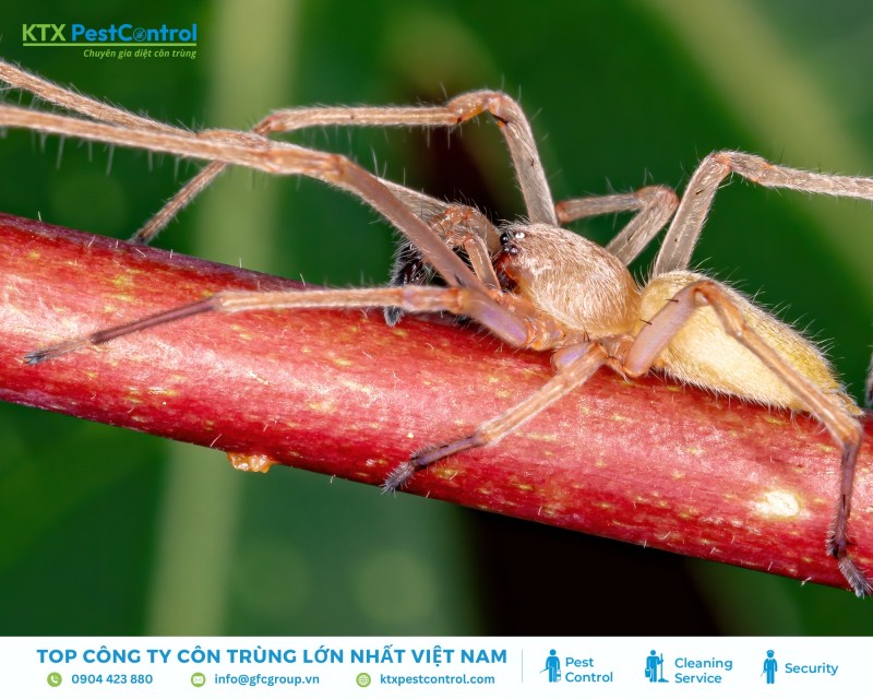 Nhện túi vàng có tập tính săn mồi vào ban đêm