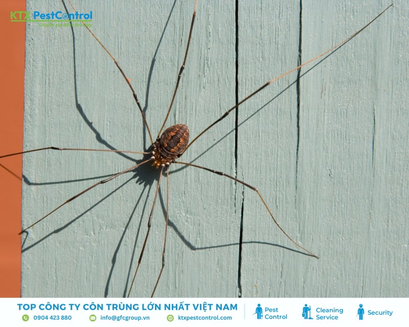 Nhện chân dài chủ yếu săn mồi trên cây hoặc mặt đất