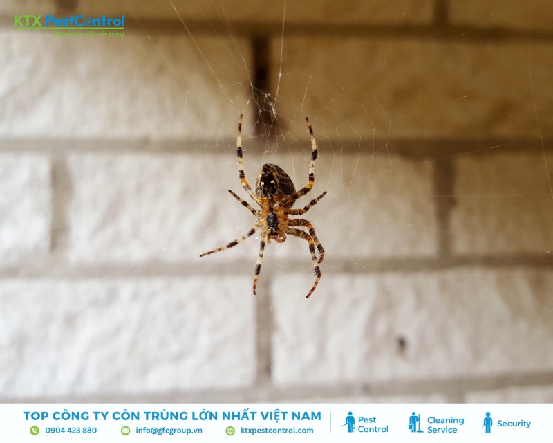 Nhện nhà thường chọn nơi ẩm thấp trong nhà để ẩn nấp