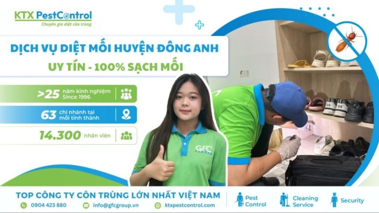 Dịch vụ diệt mối Đông Anh uy tín, 100% sạch mối