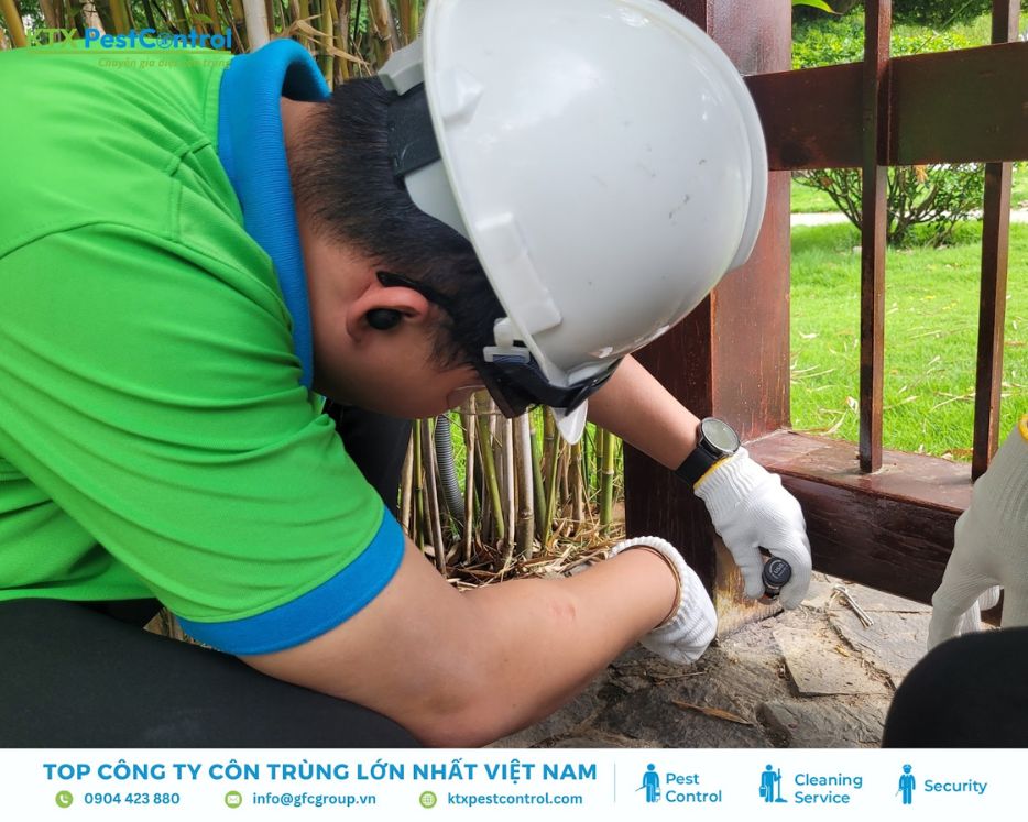 Kỹ thuật viên KTX KTXPestControl xử lý mối khu vực ngoài trời tại huyện Ba Vì