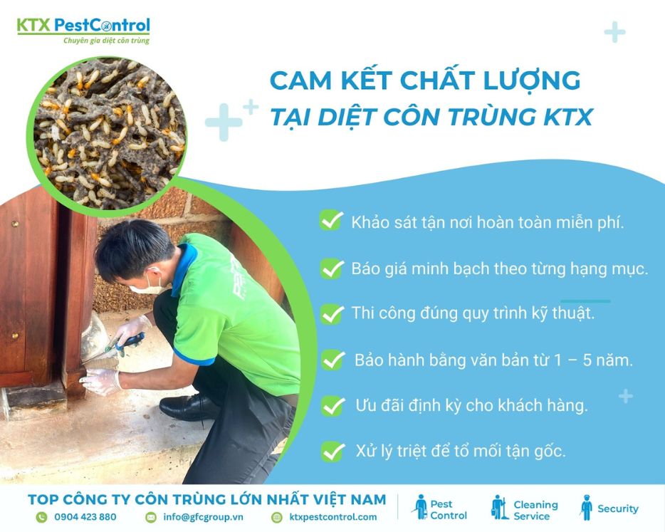 KTX cam kết dịch vụ diệt mối quận Đống Đa uy tín, an toàn và xử lý tận gốc