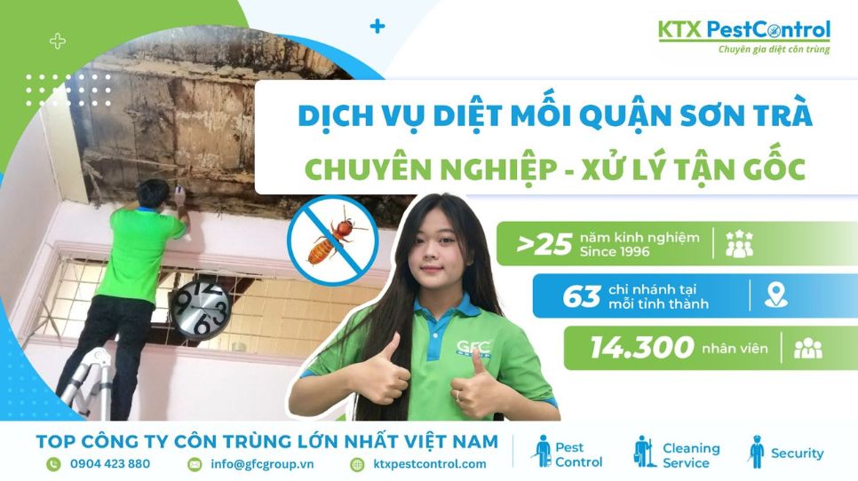 Dịch vụ diệt mối quận Sơn Trà xử lý tận gốc