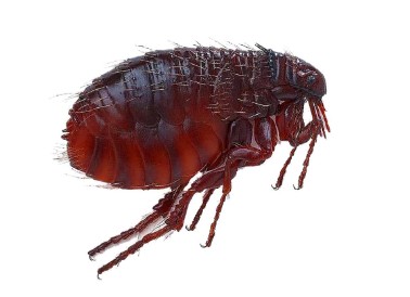 Dịch vụ diệt bọ chét