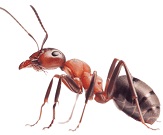 Dịch vụ diệt kiến