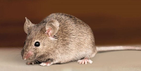 Chuột